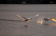 Takeoff