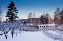 Apple trees in winter