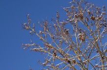 Branching out