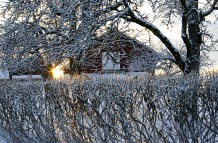 Winter wonderland
