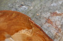 Red wood