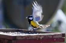 Parus Major