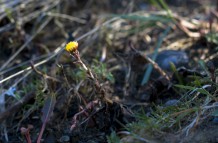 Sprouting yellow