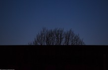 The tree behind the building