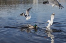 Feeding Frenzy