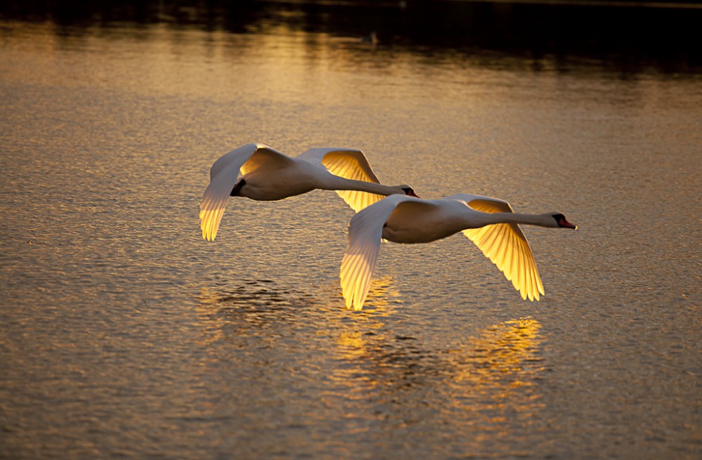 I realise that the first swan should be in focus, but it's not always easy to get it right when you have a split second. But, it was a beautiful evening and a great sunset, so I thought I'd post it anyway. 