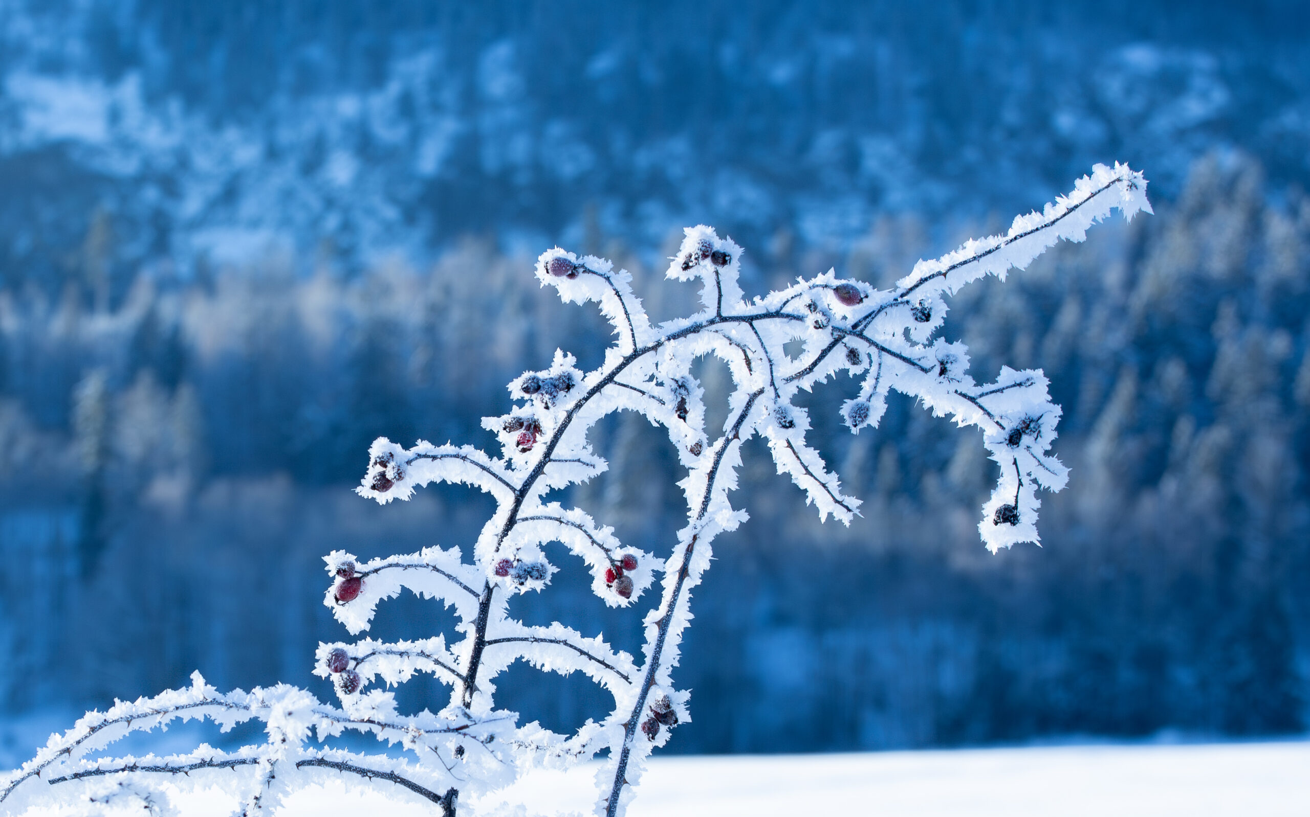 Frozen berries